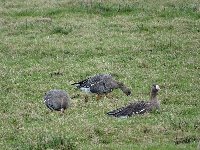多明星球员 多明星球员